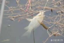寒露后野钓鲫鱼，别再死守一早一晚了！这种天气全天都有口！