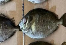 刺篮子鱼是什么鱼？