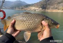 天一凉，别再拿玉米糊弄鱼了！野生鲤鱼疯抢的4种饵料，最后一种绝了