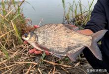 仲秋野钓鳊鱼,真正开口的就这5个小时,抛竿就中鱼,钓到不想走