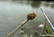 碰到降温天，就别再用玉米钓鲤鱼了，换这种饵料才好用