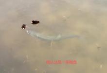 成都公园湖面两只小野鸭遭鱤鱼袭击，一只被吞食，该不该捕捞“肇事鱼”？