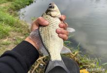 10月野钓大板鲫，你的钓位选对了吗？这几处藏鱼最多，选对了新手也能轻松爆护