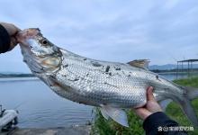 秋季钓翘嘴最佳深度，记住这3个区间就够了，新手照做也能狂拉米翘