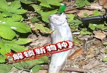 路亚解锁新物种，浙江一男子运河钓起 “刀鱼”，怕是保护鱼类当场放生