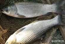 寒露一到，草鱼进食欲望不降反升，为什么你还是钓不到？