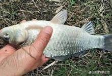 早上6点到9点，野河鲫鱼连竿一个多小时：寒露钓草窝，关键就这几点！