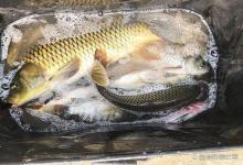 玉米钓鲤鱼，3个基本功练到位，肥肥大鲤鱼排队上钩！