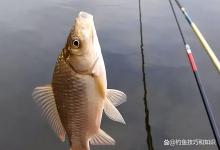 野钓鲫鱼时小鱼闹窝的打窝和用饵技巧