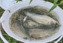 窝料一盆盆倒，浮漂一动不动：寒露钓鲫先避开这3个坑！