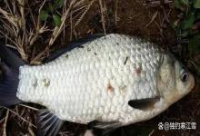 寒露后鲫鱼反而来劲了：别急着收竿，这阵子的板鲫正肥！