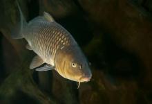 霜降后钓鲤鱼,这几套饵料配方别错过,上鱼稳得很