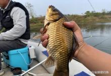 连测1个月终于发现!鲫鱼最认的饵居然不是腥香,是这款?
