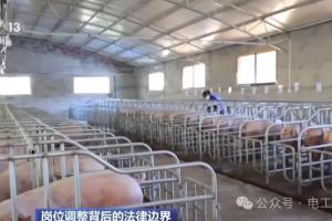电工跨岗喂猪合法吗?看懂调岗规则不吃哑巴亏