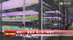 日供有机果蔬3吨，新疆植物工厂丰富市民菜篮子