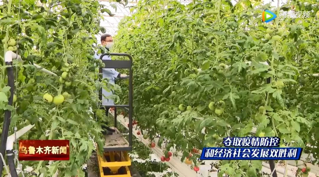 日供有机果蔬3吨，新疆植物工厂丰富市民菜篮子