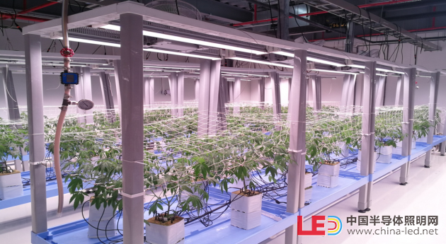 【极智课堂】中科三安李晶：LED植物工厂及育苗的产业化