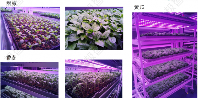 【极智课堂】中科三安李晶：LED植物工厂及育苗的产业化