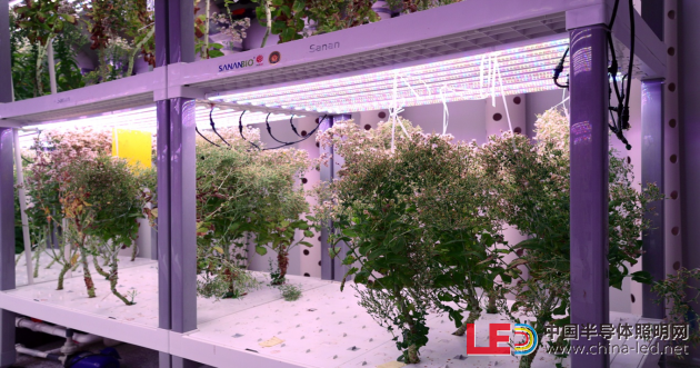 【极智课堂】中科三安李晶：LED植物工厂及育苗的产业化