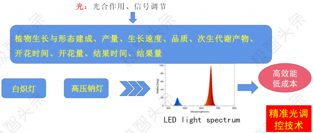 【极智课堂】中科三安李晶：LED植物工厂及育苗的产业化