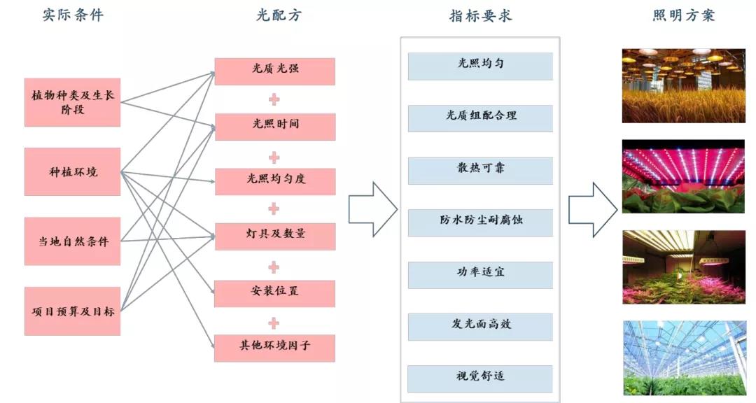 爆发的植物照明