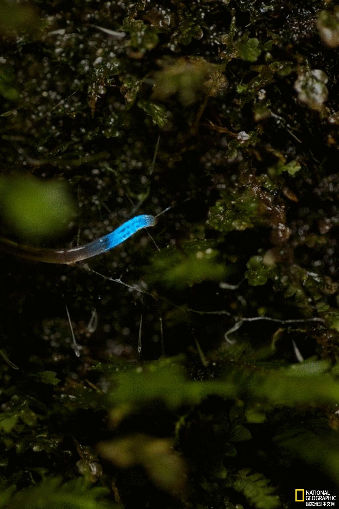 人造光对生物发光特性带来影响