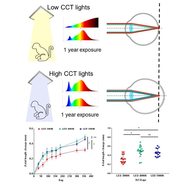胡新天课题组联合研究发现：低相关色温的人工照明光源可以减慢青少年猕猴的眼轴发育