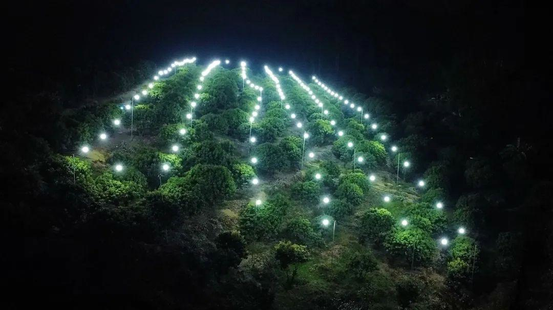 硬核除害！四大虫害防治光科技