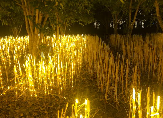 上海青浦区寻梦源灯光艺术节开启夏日景区“夜游模式”