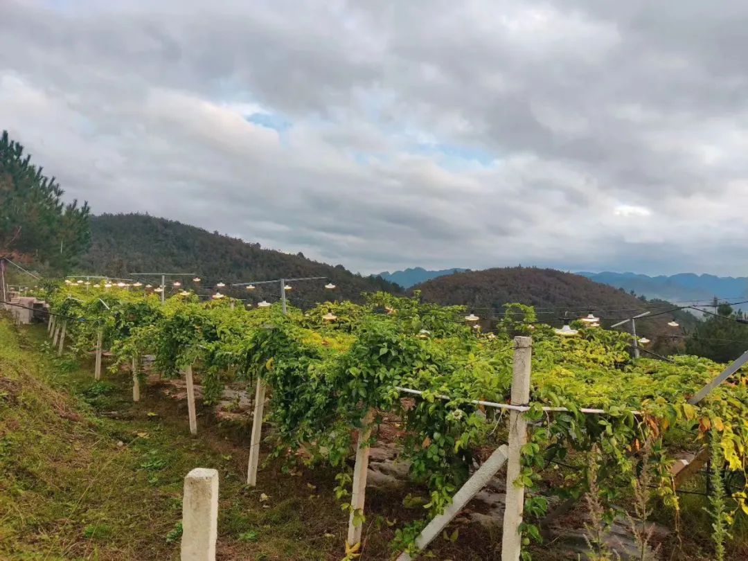 贵州黔南州平塘县百香果种植示范基地开展智能补光应用工作