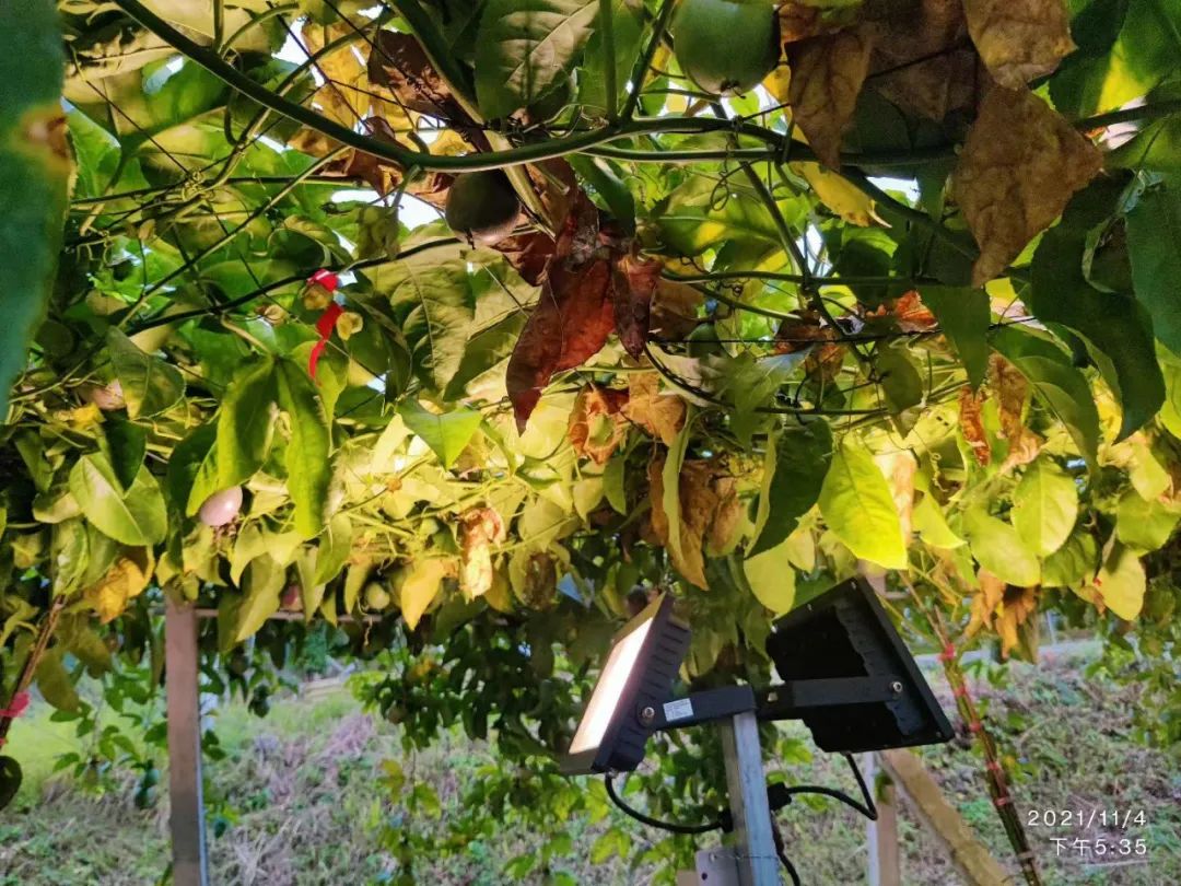 贵州黔南州平塘县百香果种植示范基地开展智能补光应用工作