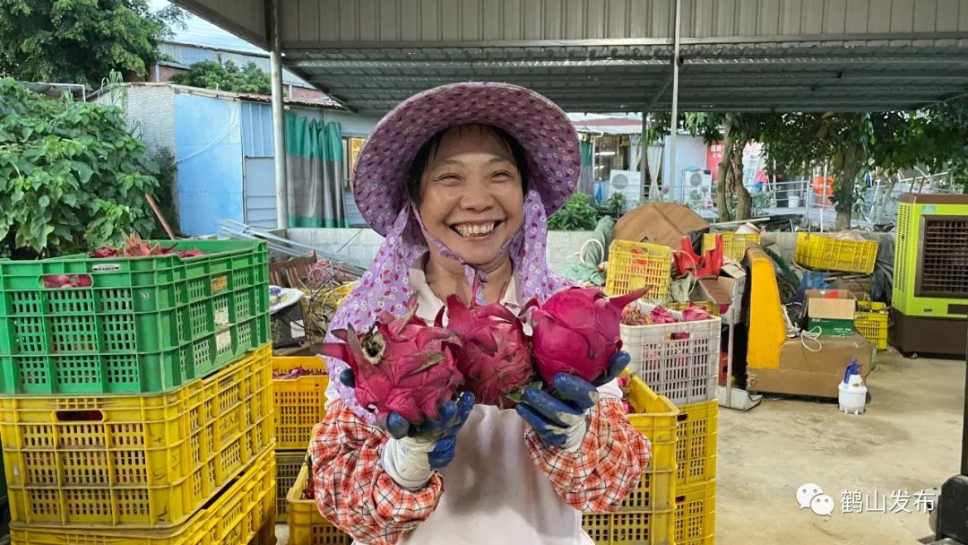 “补光灯海”点亮广东江门鹤山市址山镇新莲村火龙果种植场