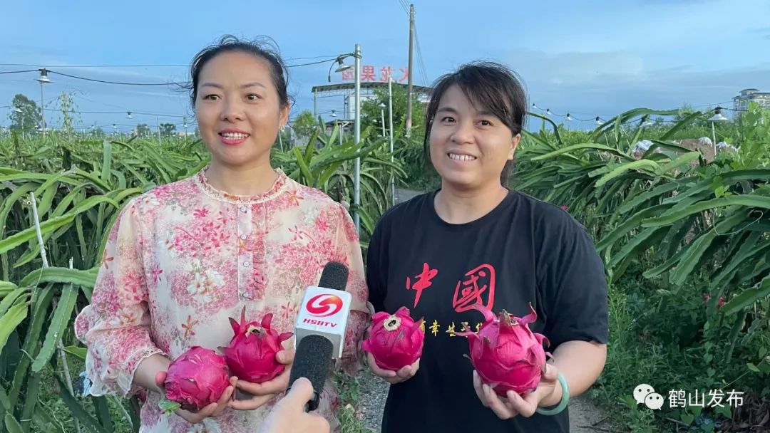 “补光灯海”点亮广东江门鹤山市址山镇新莲村火龙果种植场