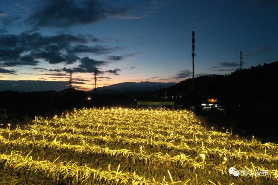 “补光灯海”点亮广东江门鹤山市址山镇新莲村火龙果种植场