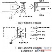 微生物传感器的工作原理图解