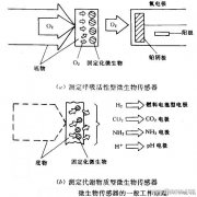 微生物传感器的工作原理