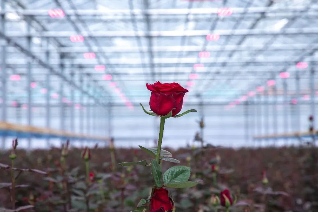 昕诺飞为甘肃临夏百益亿农国际鲜花港20公顷智能温室提供飞利浦全LED补光系统