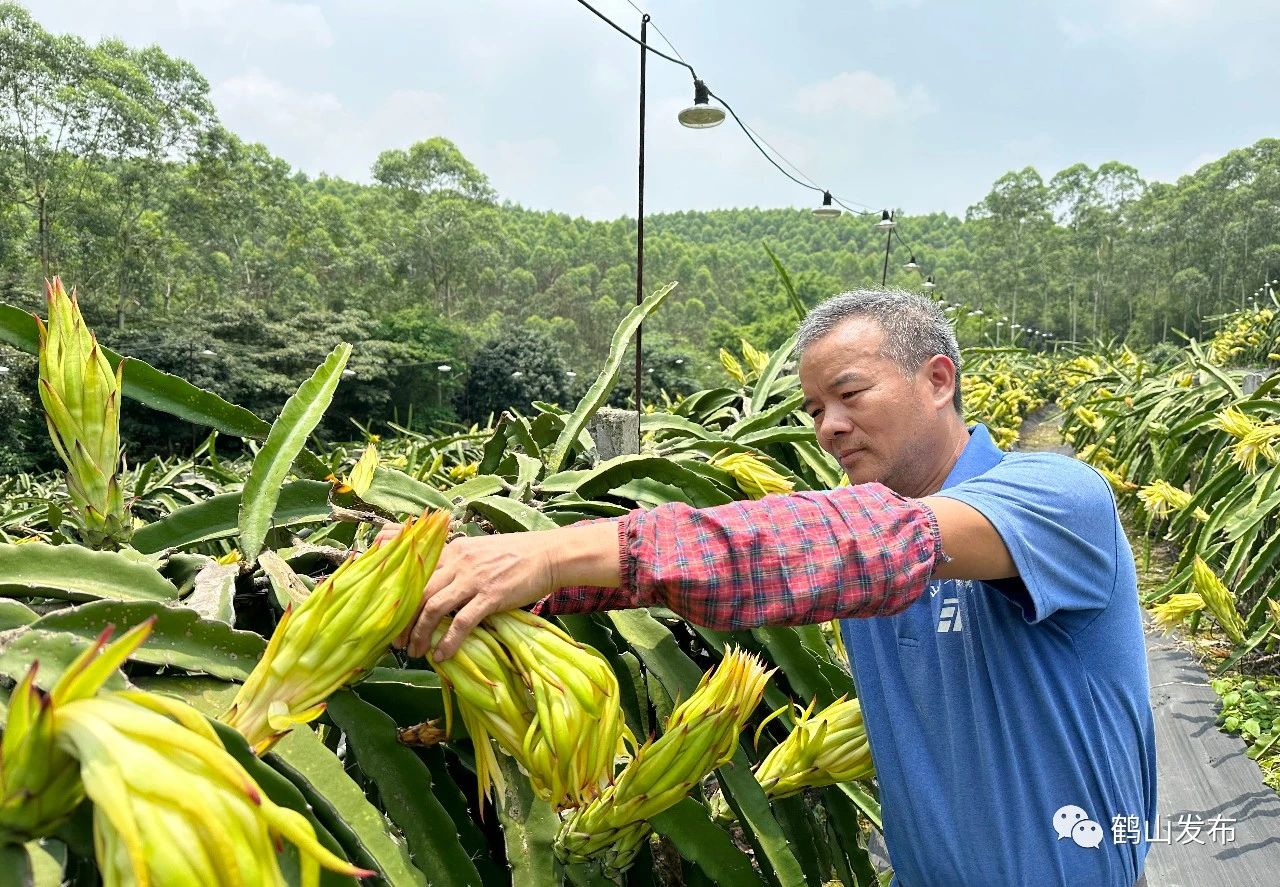 植物补光灯助广东江门鹤山市雅瑶镇南靖村火龙果惊艳开花