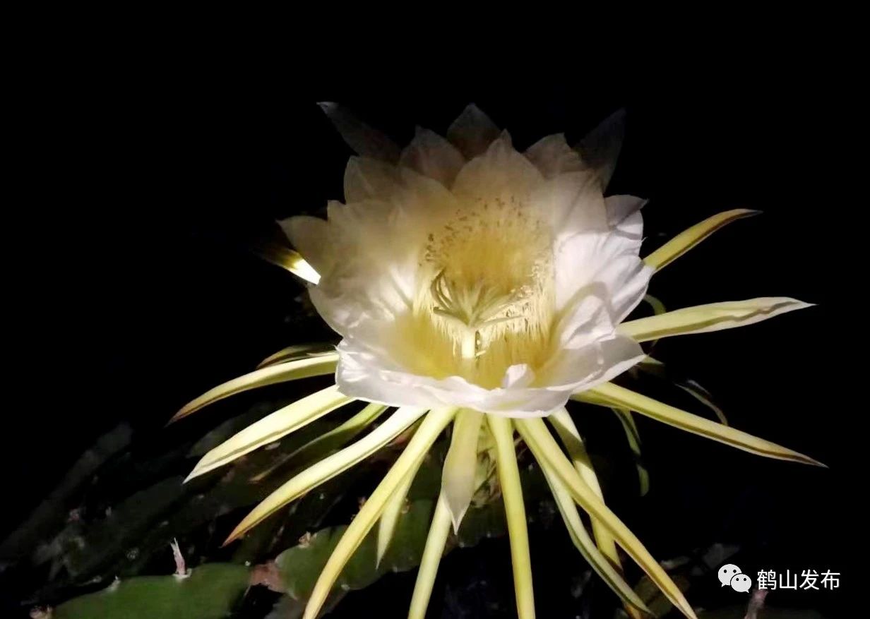 植物补光灯助广东江门鹤山市雅瑶镇南靖村火龙果惊艳开花