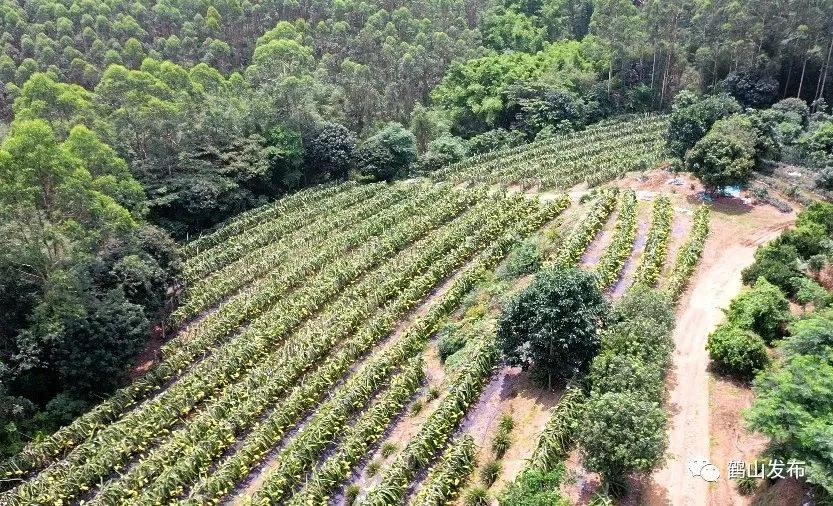 植物补光灯助广东江门鹤山市雅瑶镇南靖村火龙果惊艳开花