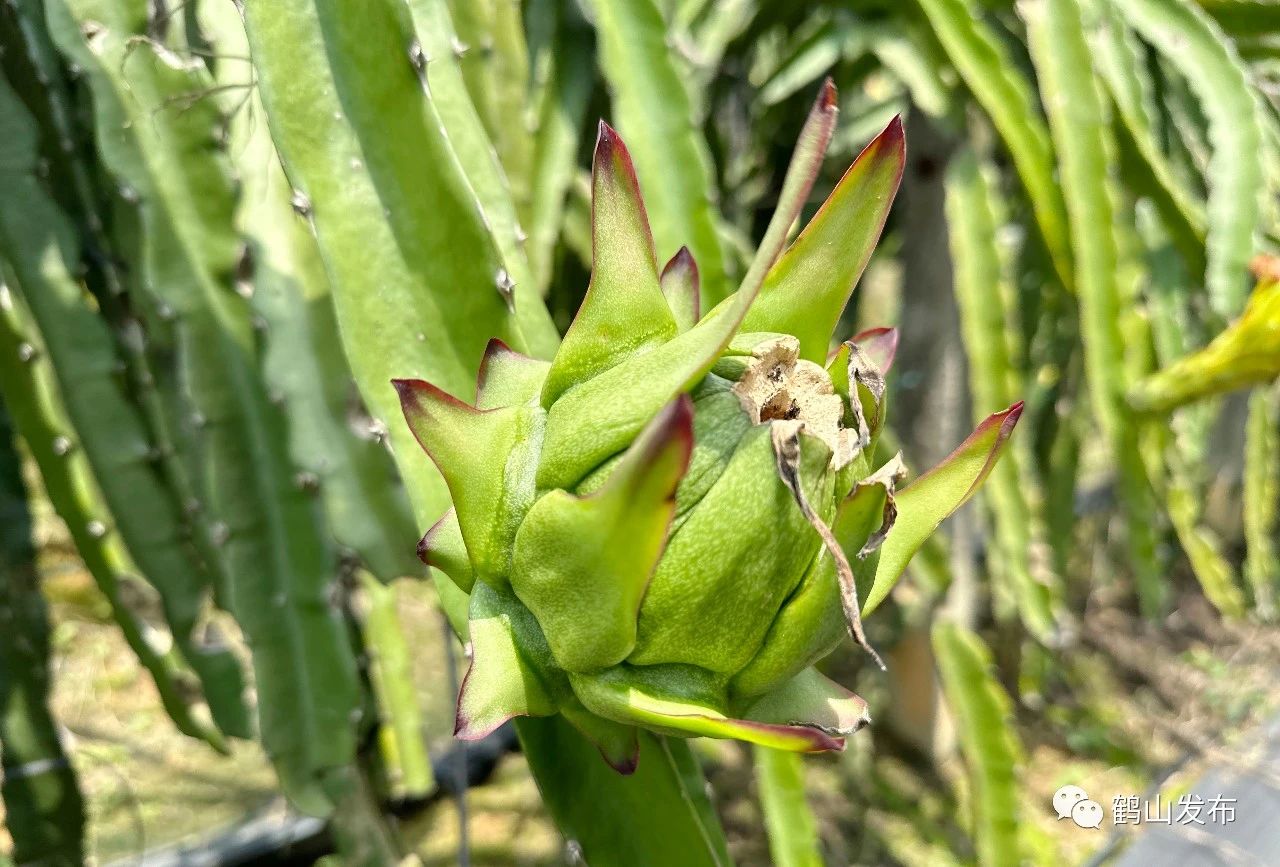 植物补光灯助广东江门鹤山市雅瑶镇南靖村火龙果惊艳开花