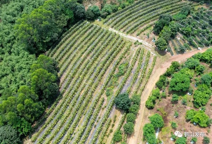 植物补光灯助广东江门鹤山市雅瑶镇南靖村火龙果惊艳开花