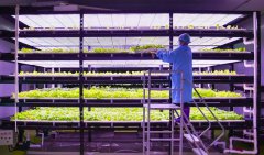 乌鲁木齐创业基金首期名单公布，投资领域涉及LED植物工厂