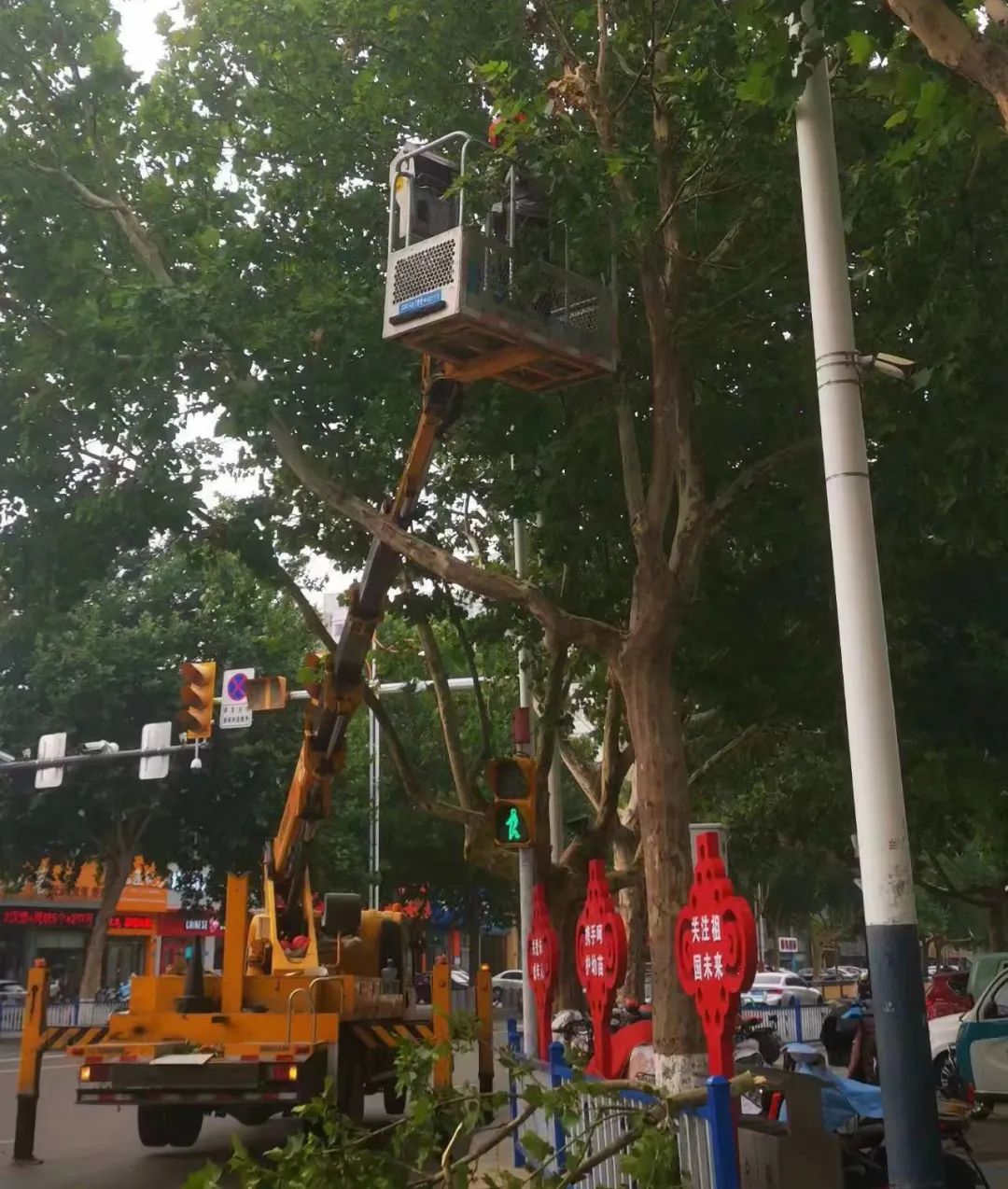 山东潍坊昌乐县修剪遮挡路灯行道树以提升城市道路照明度