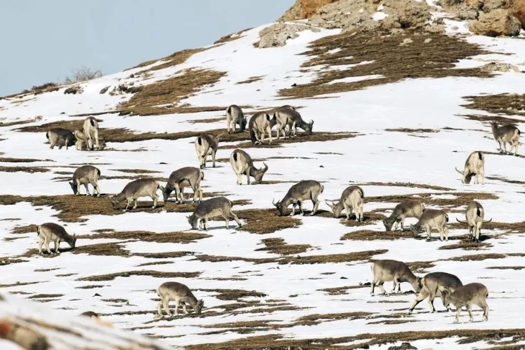 昕诺飞携手极地未来开启光与生物多样性科普旅程