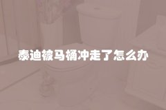 泰迪被马桶冲走了怎么办