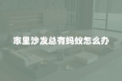 家里沙发总有蚂蚁怎么办