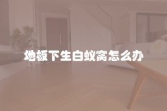 地板下生白蚁窝怎么办