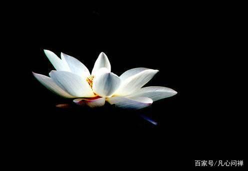 佛教：佛前供花，这几点你需知晓！