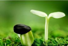 不杀生的四种意义,在家怎么驱赶蚊虫?